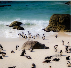 Colonie de manchots sur la côte d'Afrique du Sud.