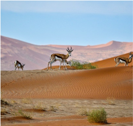 Gazelle sur une dune en Namibie.