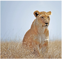 Lionne assise en Tanzanie